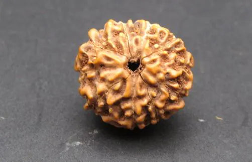 Authentic 10 Mukhi Rudraksha Indonesia