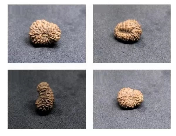 17 Mukhi Rudraksha Indonesia 19 mm