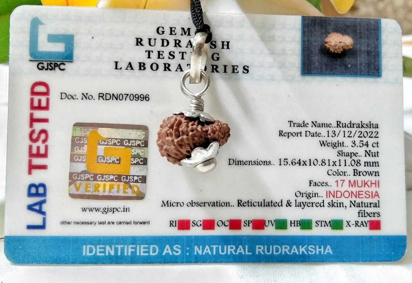 17 Mukhi Rudraksha Indonesia 15 mm
