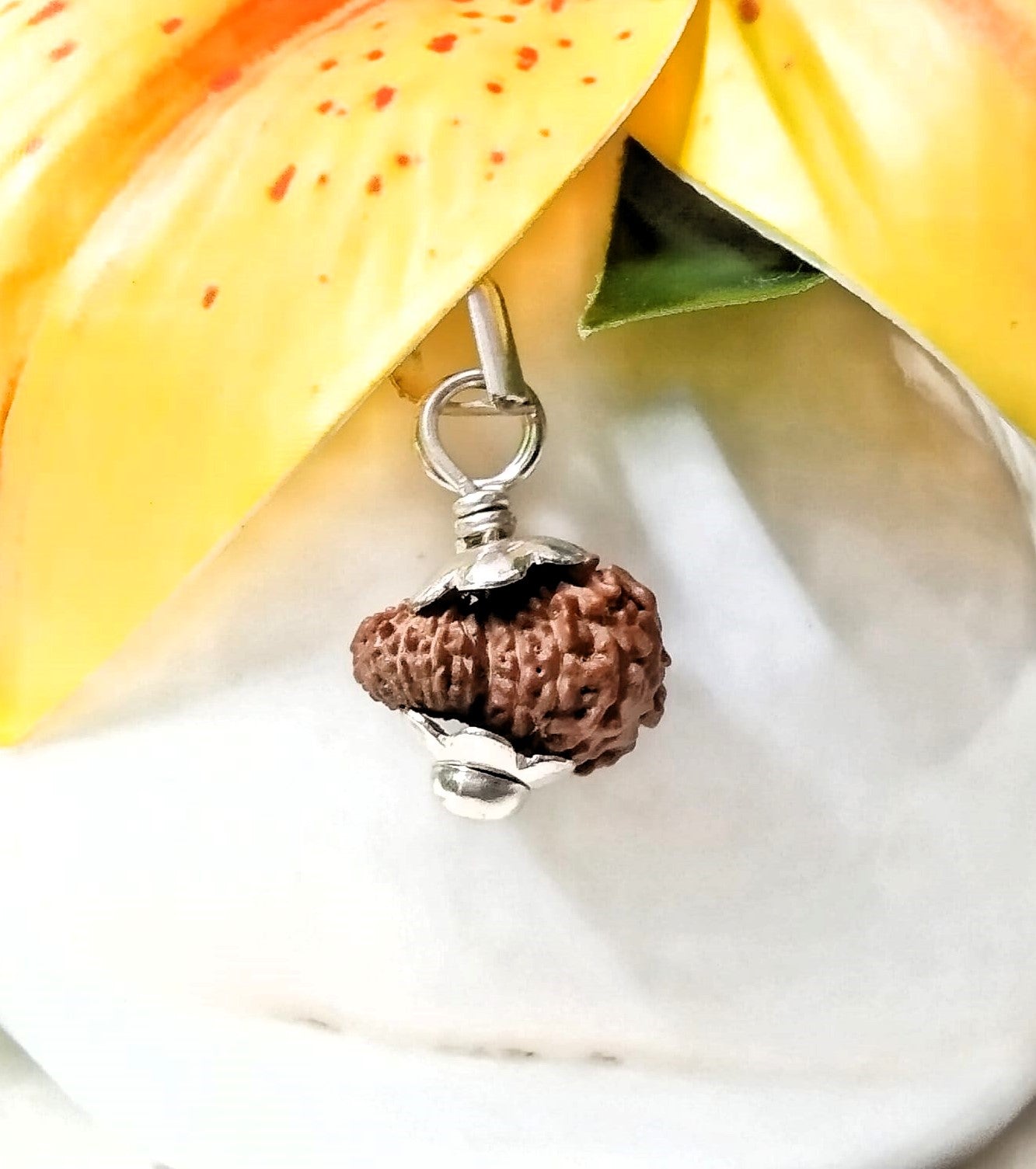 17 Mukhi Rudraksha Indonesia 15 mm