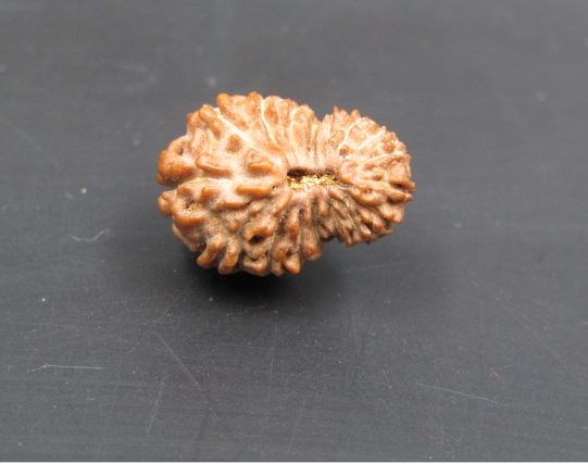 17 Mukhi Rudraksha Indonesia 15 mm
