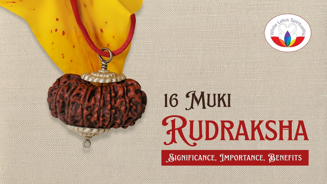 16 Mukhi Rudraksha: Significance, Importance, Benefits