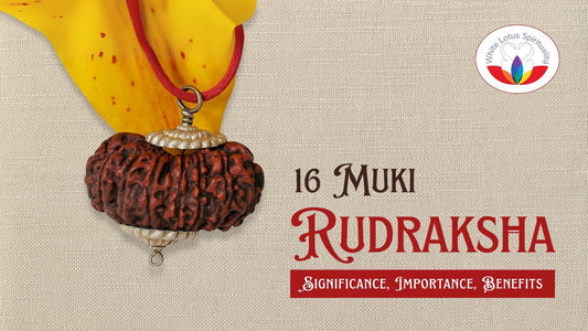 16 Mukhi Rudraksha: Significance, Importance, Benefits