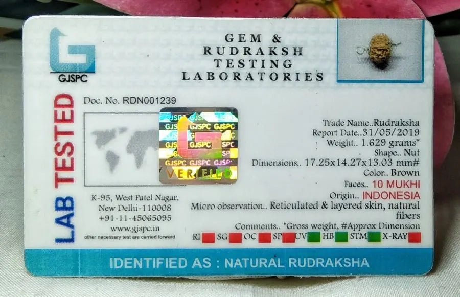 10 Mukhi Rudraksha Indonesia