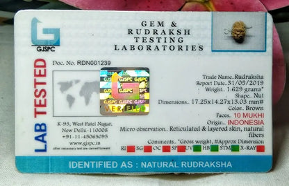 10 Mukhi Rudraksha Indonesia