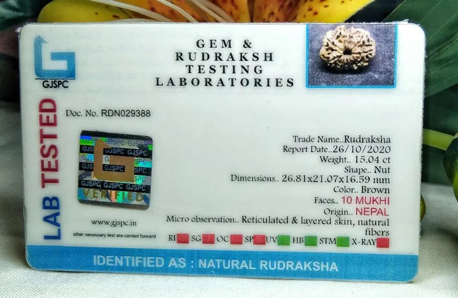 10 Mukhi Rudraksha Nepal 26 mm