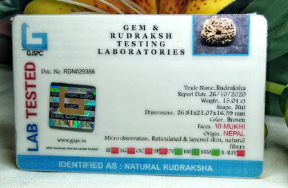 10 Mukhi Rudraksha Nepal 26 mm