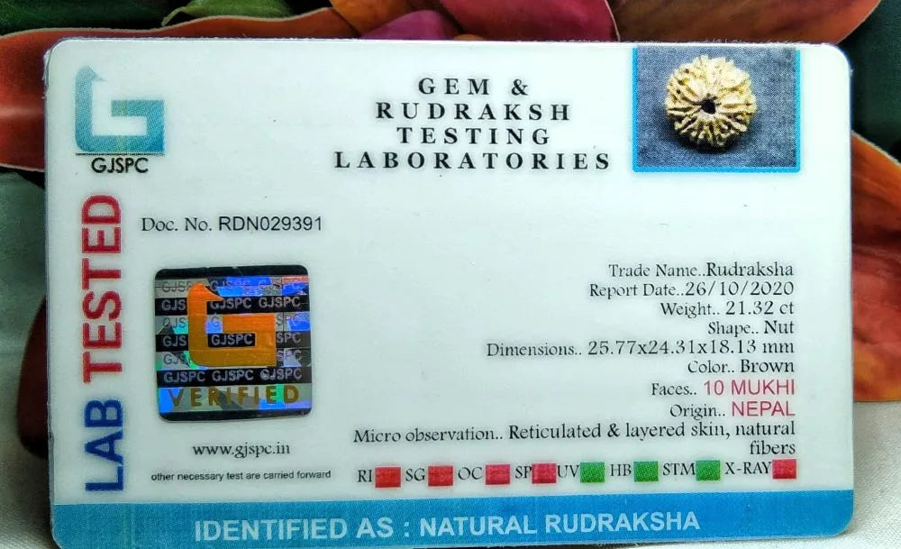 10 Mukhi Rudraksha Nepal 25 mm