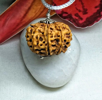 10 Mukhi Rudraksha Nepal 25 mm