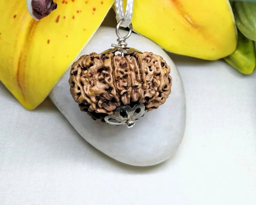 10 Mukhi Rudraksha Nepal 26 mm