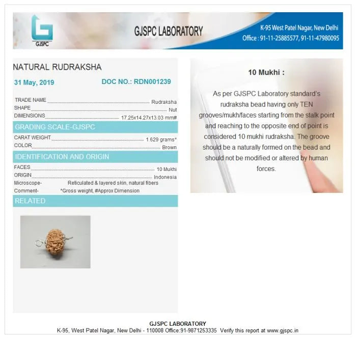 10 Mukhi Rudraksha Indonesia