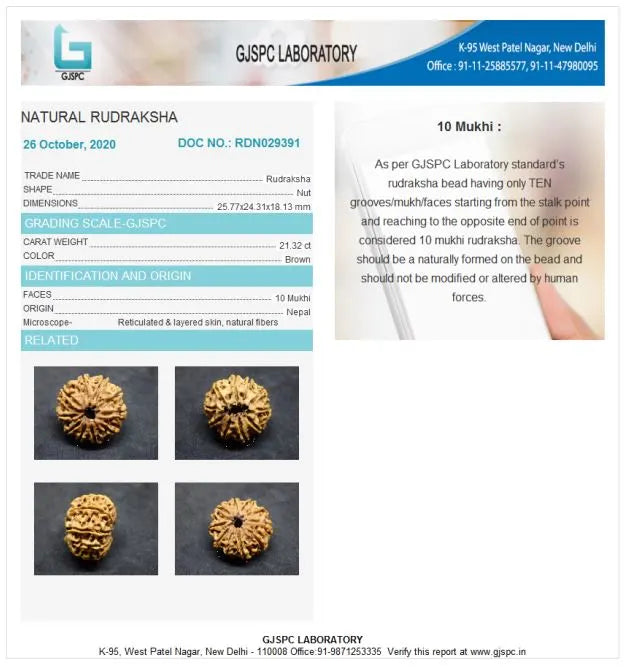 10 Mukhi Rudraksha Nepal 25 mm