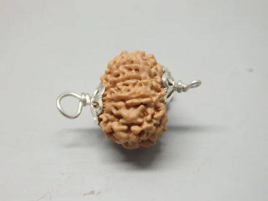 10 Mukhi Rudraksha Indonesia