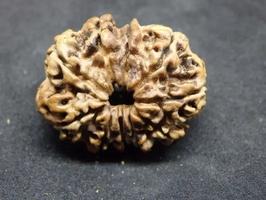 10 Mukhi Rudraksha Nepal 26 mm