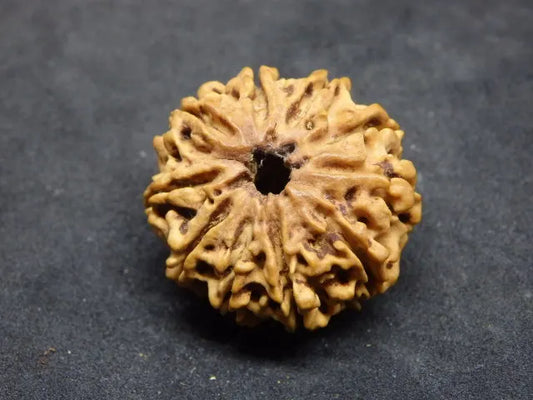 10 Mukhi Rudraksha Nepal 25 mm