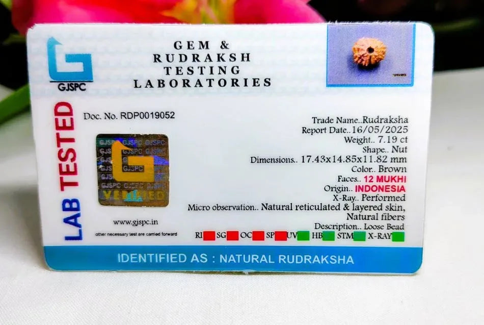 12 Mukhi Rudraksha Indonesia