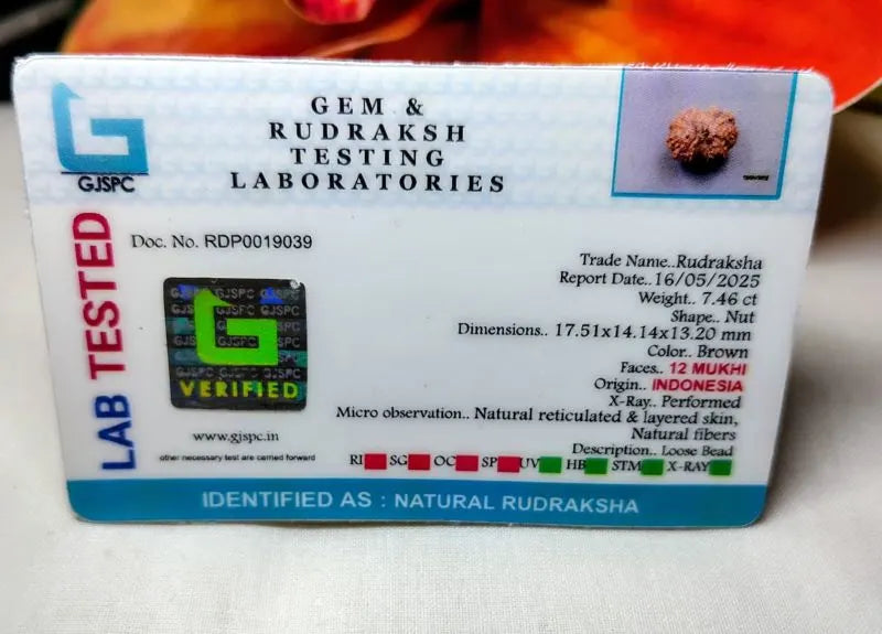 12 Mukhi Rudraksha Indonesia