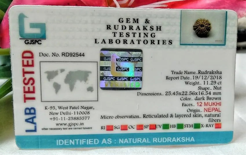 12 Mukhi Rudraksha Nepal 25 mm