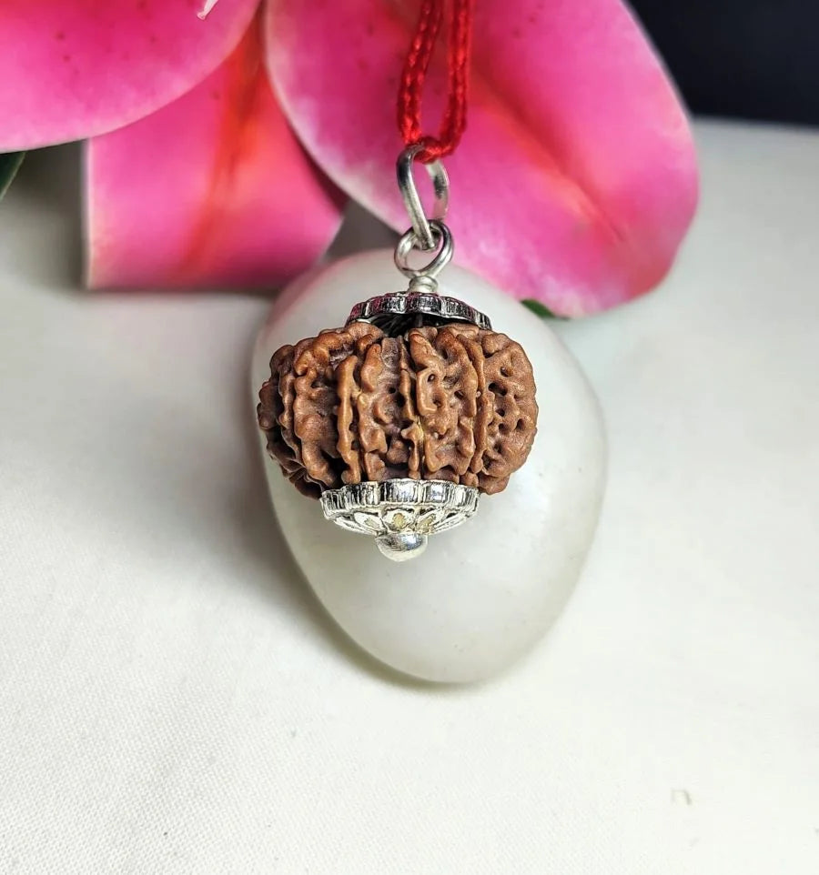 12 Mukhi Rudraksha Nepal 26 mm