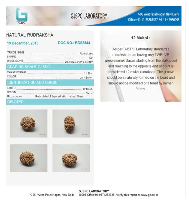 12 Mukhi Rudraksha Nepal 25 mm