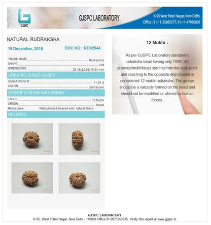 12 Mukhi Rudraksha Nepal 25 mm