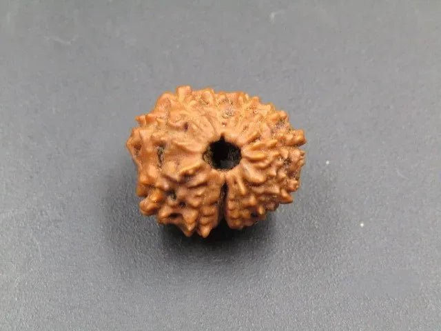 12 Mukhi Rudraksha Indonesia
