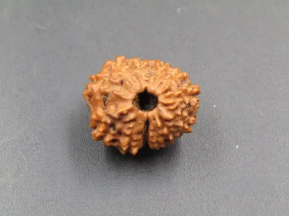 12 Mukhi Rudraksha Indonesia