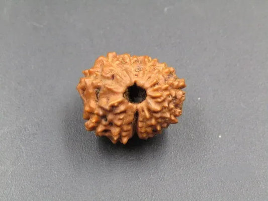 12 Mukhi Rudraksha Indonesia