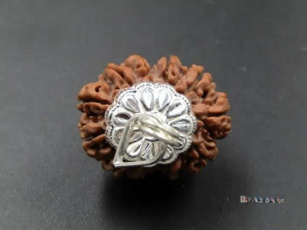 12 Mukhi Rudraksha Nepal 26 mm