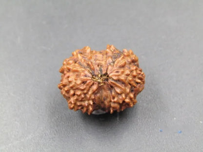 12 Mukhi Rudraksha Indonesia