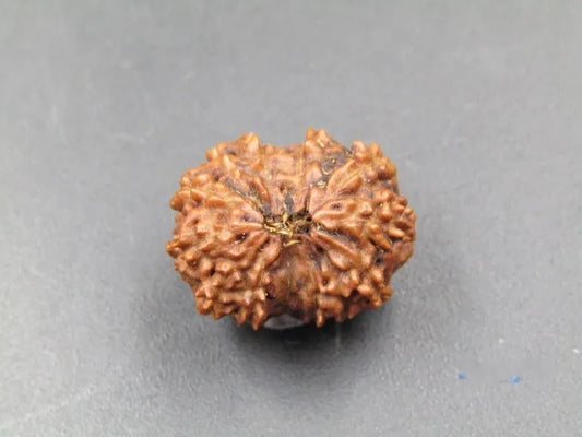 12 Mukhi Rudraksha Indonesia