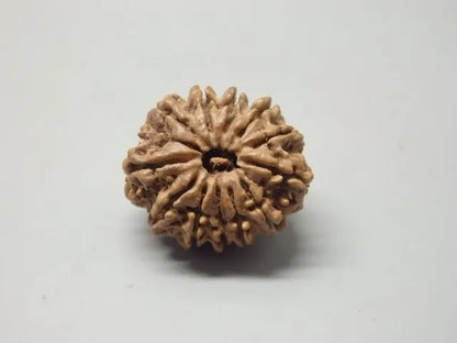 12 Mukhi Rudraksha Nepal 25 mm