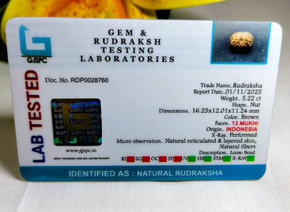 13 Mukhi Rudraksha Indonesia