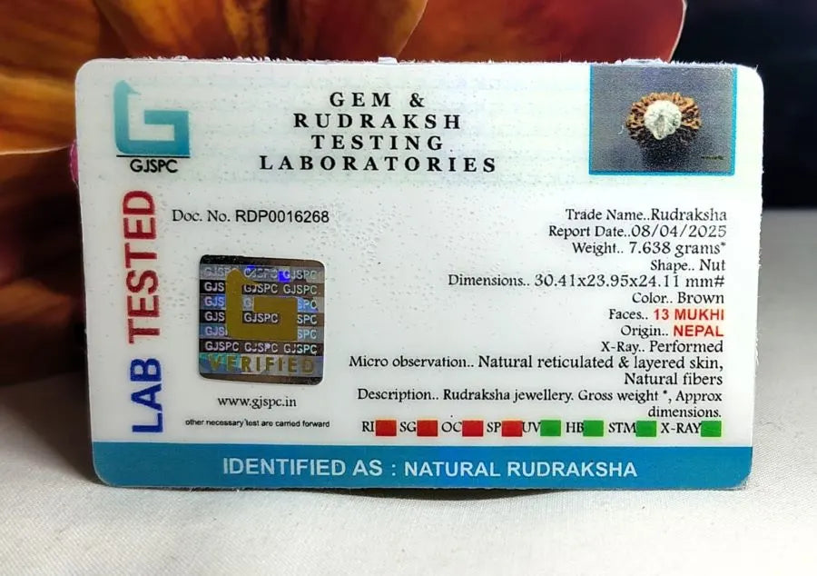 13 Mukhi Rudraksha Nepal 30 mm