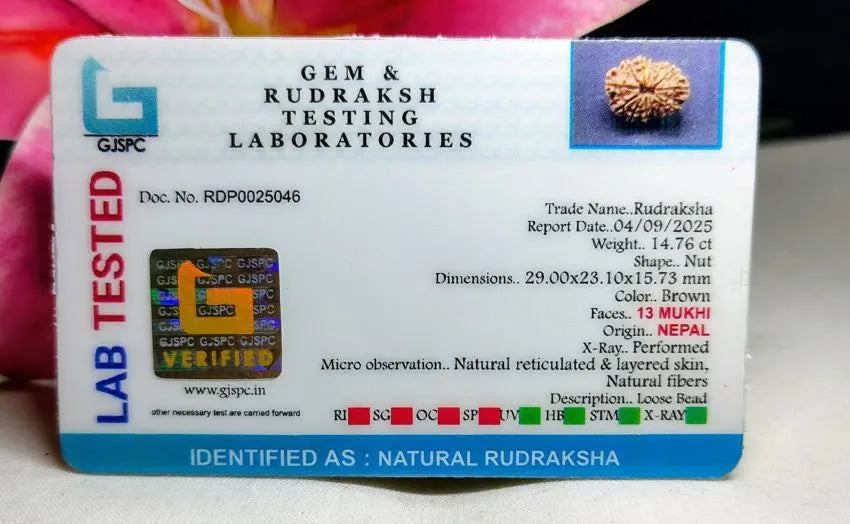 13 Mukhi Rudraksha Nepal 29 mm