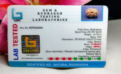 13 Mukhi Rudraksha Nepal 29 mm
