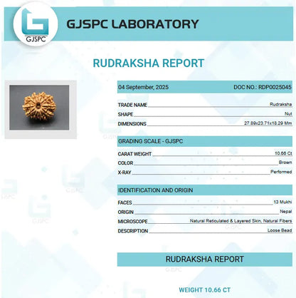 13 Mukhi Rudraksha Nepal 27 mm
