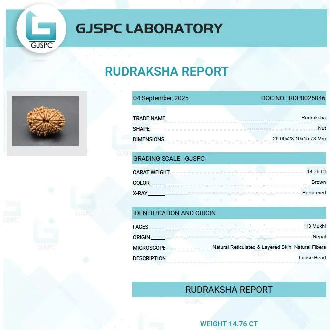 13 Mukhi Rudraksha Nepal 29 mm