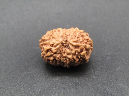 13 Mukhi Rudraksha Indonesia