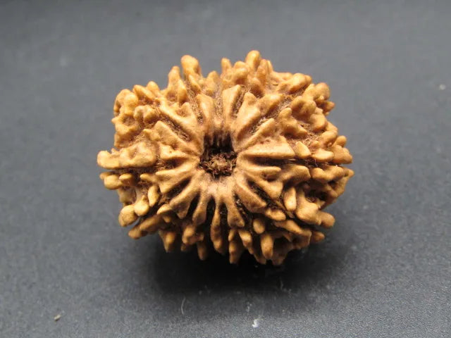 13 Mukhi Rudraksha Nepal 27 mm