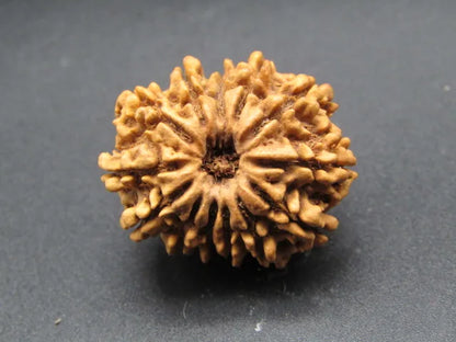 13 Mukhi Rudraksha Nepal 27 mm