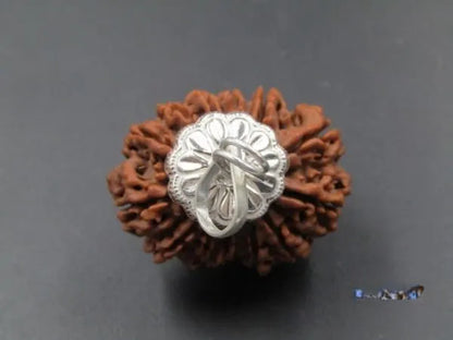 13 Mukhi Rudraksha Nepal 30 mm