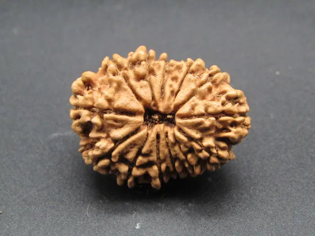 13 Mukhi Rudraksha Nepal 29 mm