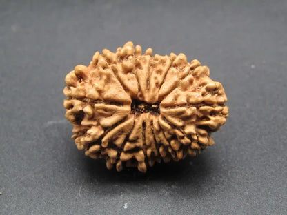 13 Mukhi Rudraksha Nepal 29 mm