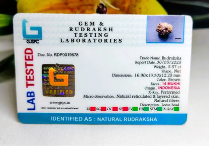 14 Mukhi Rudraksha Indonesia 16 mm