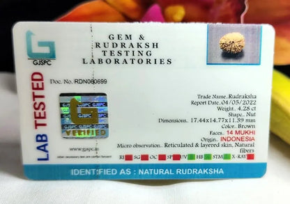 14 Mukhi Rudraksha Indonesia 17 mm