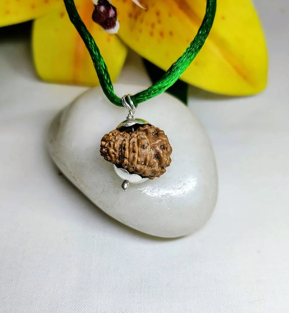 14 Mukhi Rudraksha Indonesia 16 mm