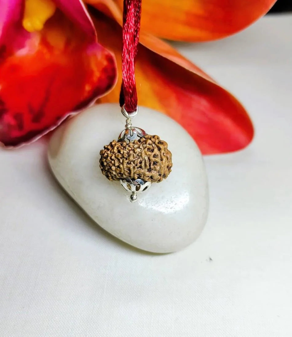 14 Mukhi Rudraksha Indonesia 18 mm