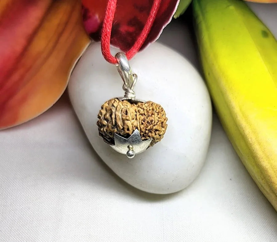 14 Mukhi Rudraksha Indonesia 17 mm