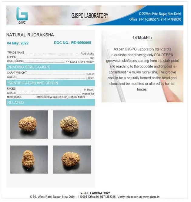 14 Mukhi Rudraksha Indonesia 17 mm